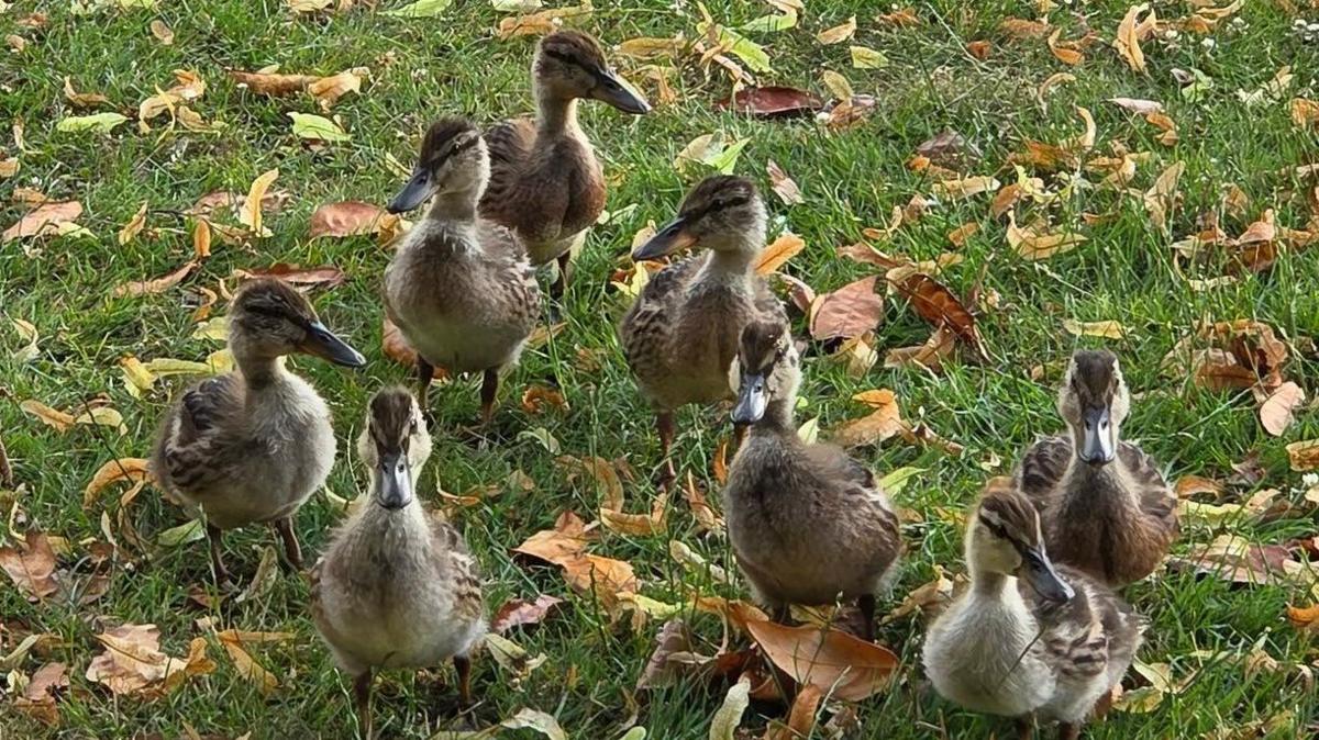 A close up image showing eight fluffy brown and white ducklings walking close together in the grass, surrounded by fallen brown leaves in autumn.