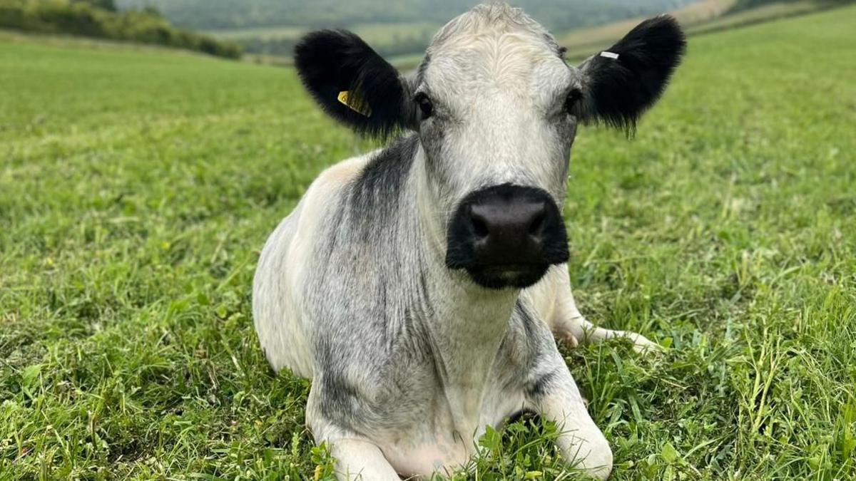 One of the calves facing the camera direct lying down on a field full of lush green grass. It has a black nose and ears with mottled grey blue and white coat.