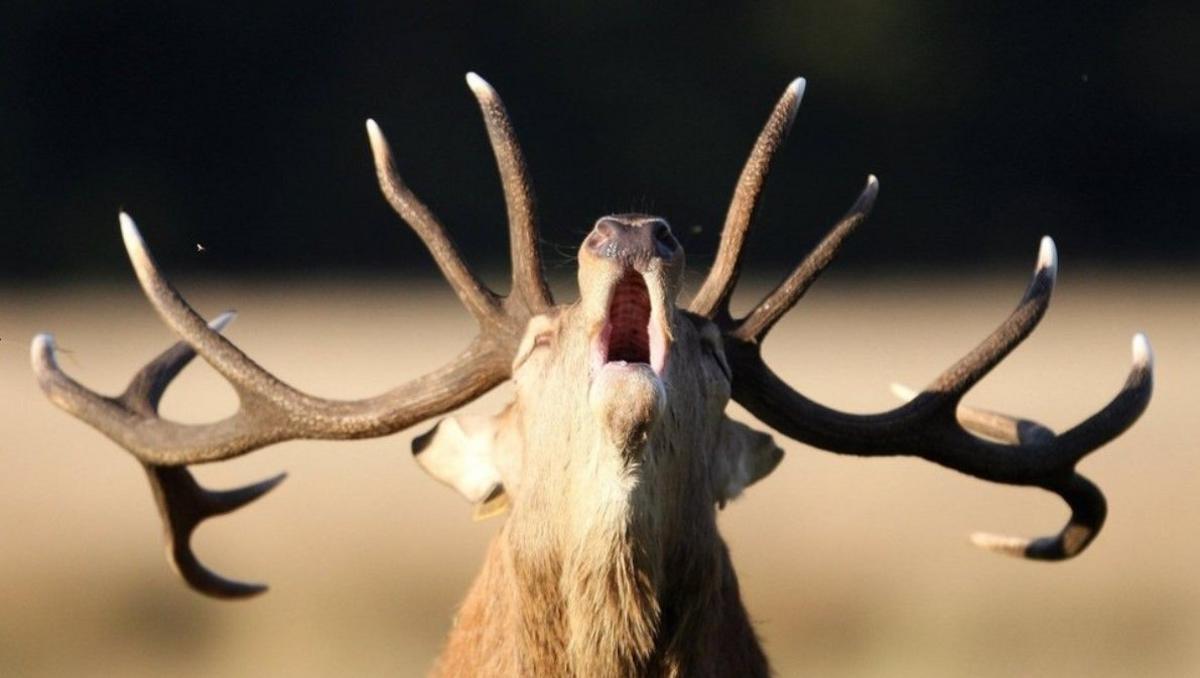 A stag deer with large antlers appears to be howling with its mouth open and head tilted upwards