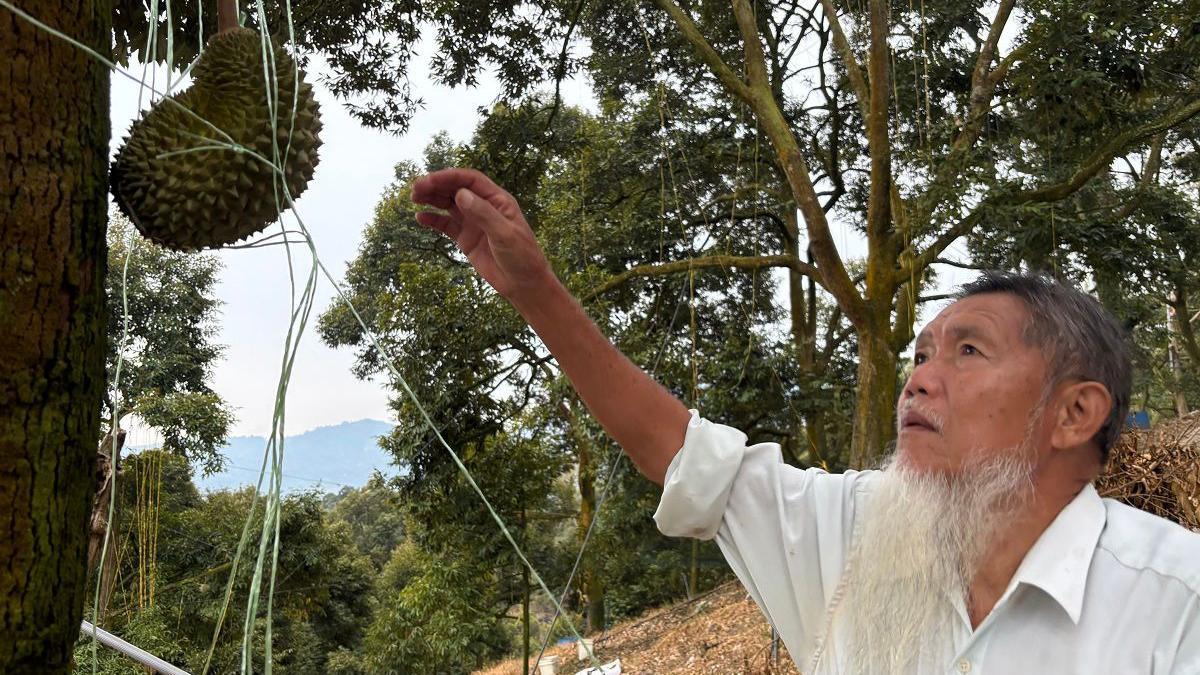 Uncle Thing who has a long white beard is wearing a white shirt. He is reaching up to a durian dangling from a tree.