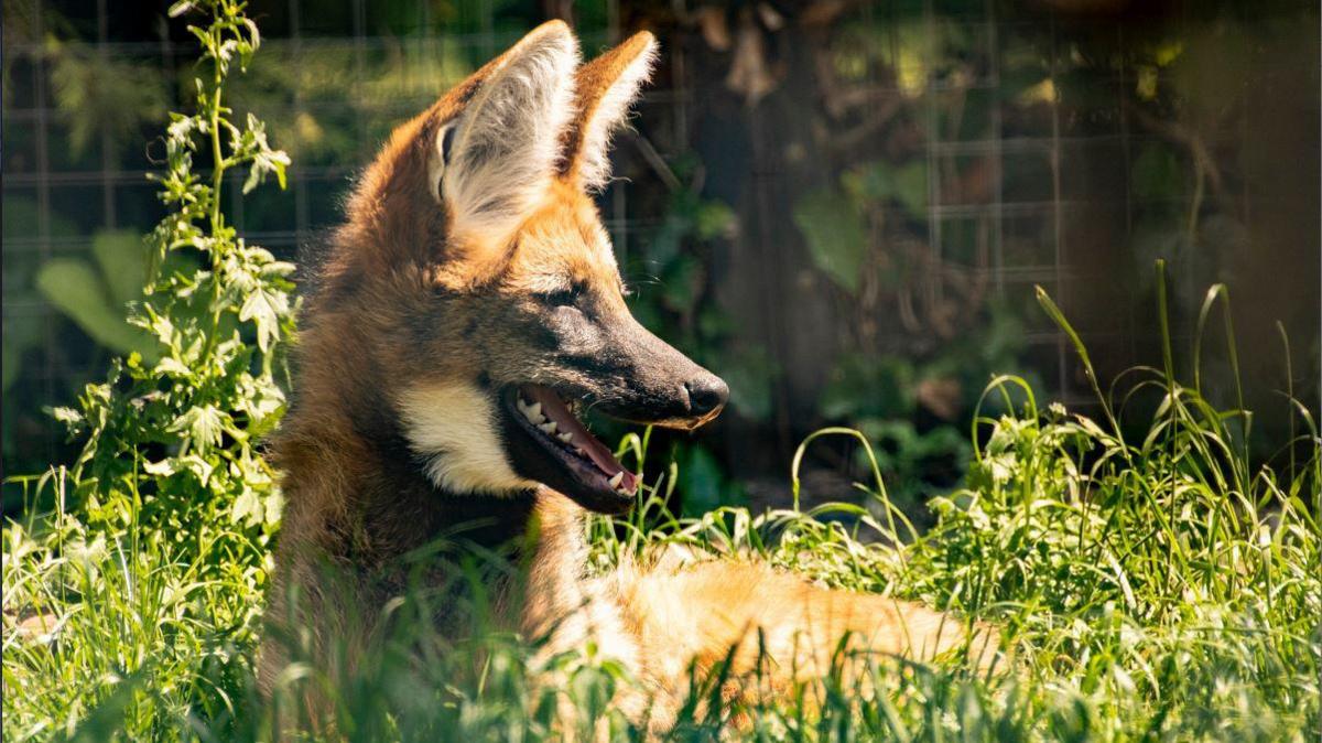 Maned wolf Lua