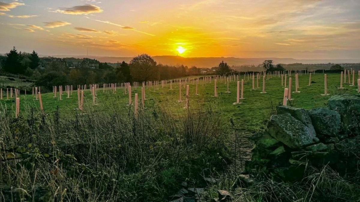 A picture showing a large field with dozens of trees planted