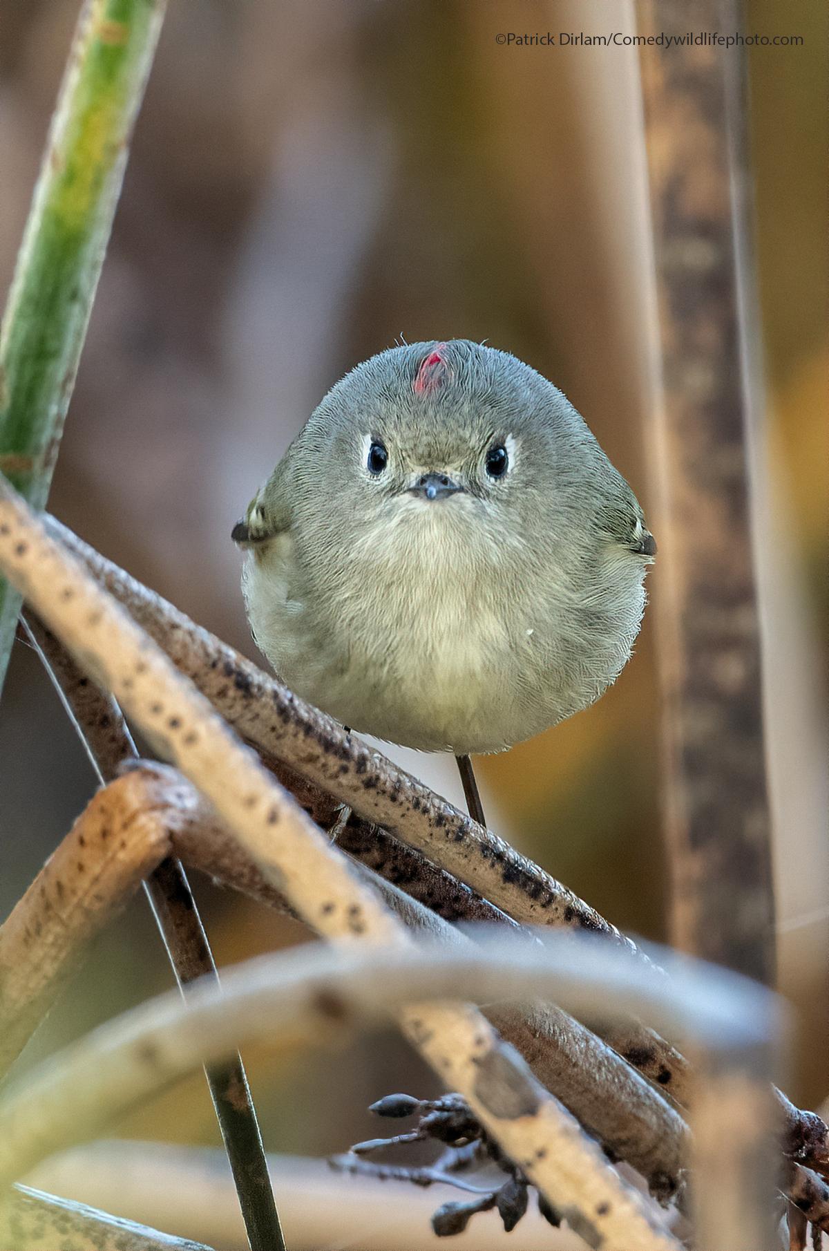 Ruby-crowned kinglet