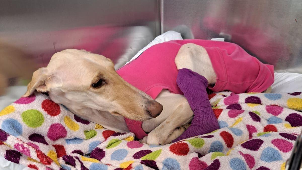 Peanut the lurcher lying on a fluffy blanket which has red, blue, yellow, pink, purple and green circular spots on it. She is very thin. Her bones cannot be seen as she is wearing a pink jumper over the middle of her body. She has a purple wrap around her back leg and is curled up inside a metal crate.