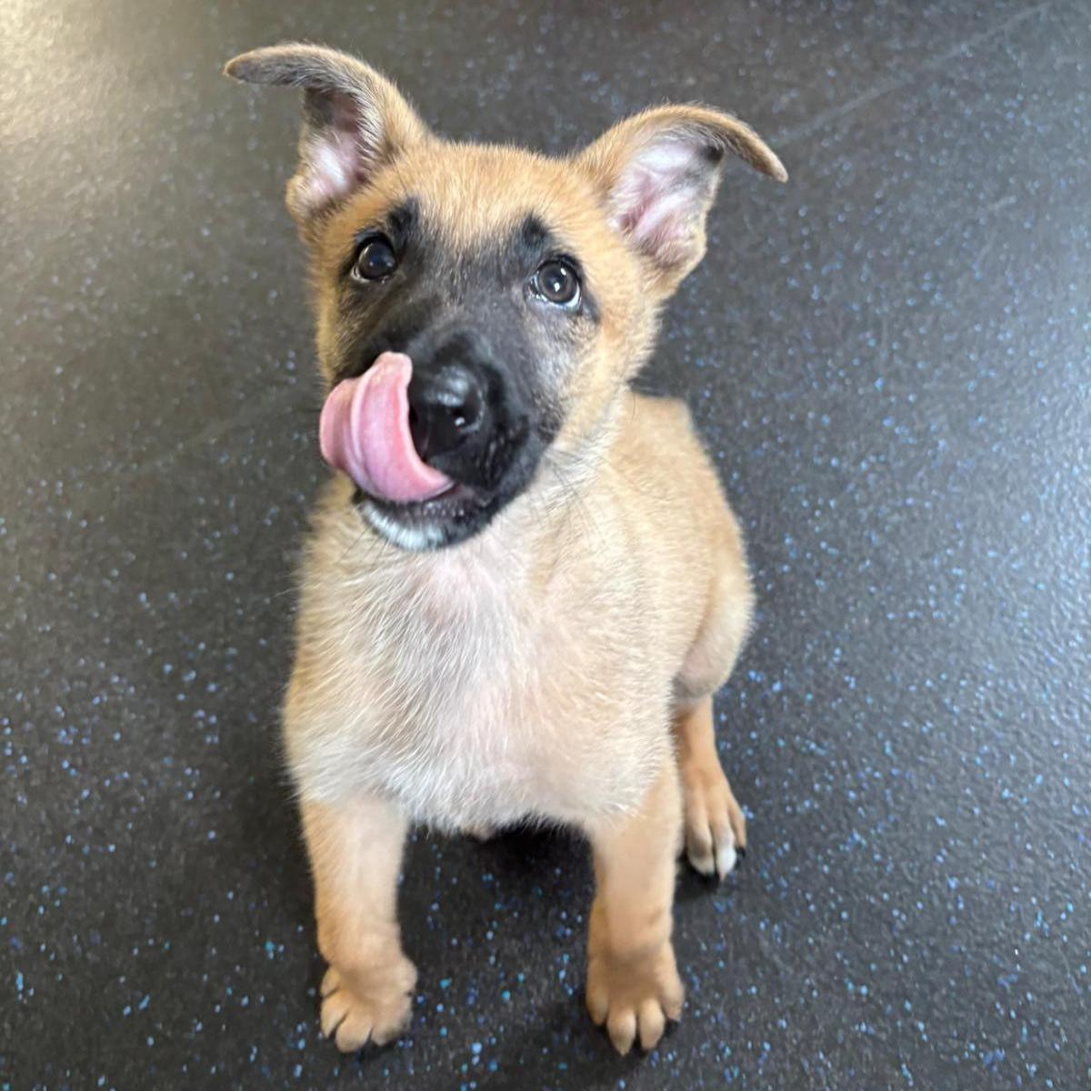 Eight-week-old Belgian Malinois Jager. The small tan puppy is looking at the camera. His tongue is stretched out while he licks his nose.