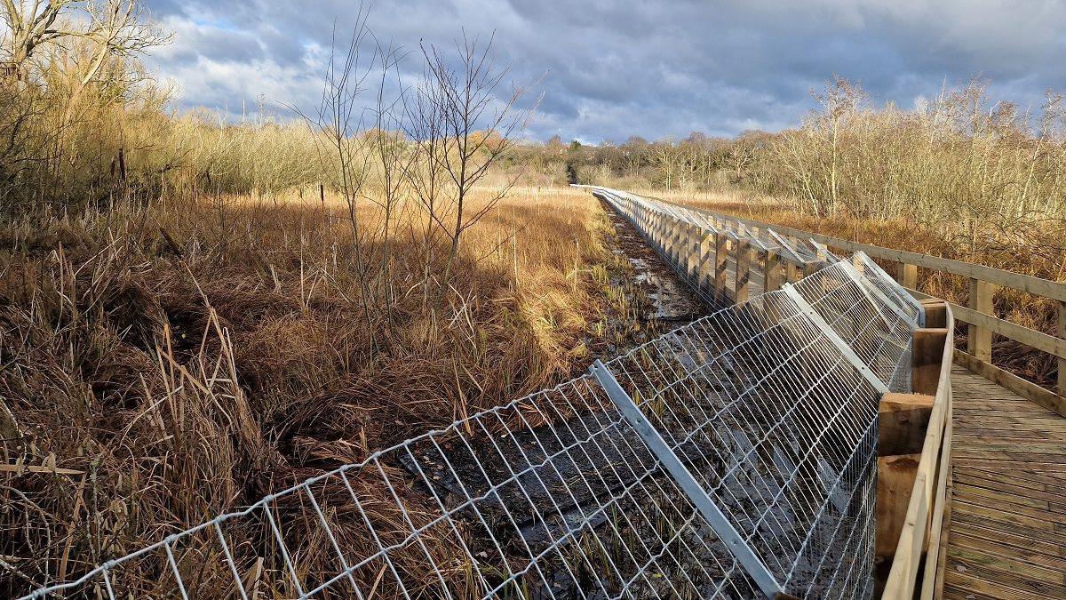 A wooden boardwalk with metal fencing on top of it, which leans over a wetland areas with brown trees, shrubs and grass. It stretches into the distance