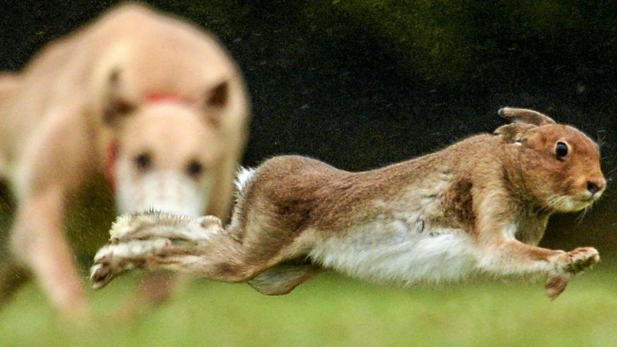 A brown hare is running across a field of green grass. In the background a brown dog with a muzzle can be seen trying to chase it. 