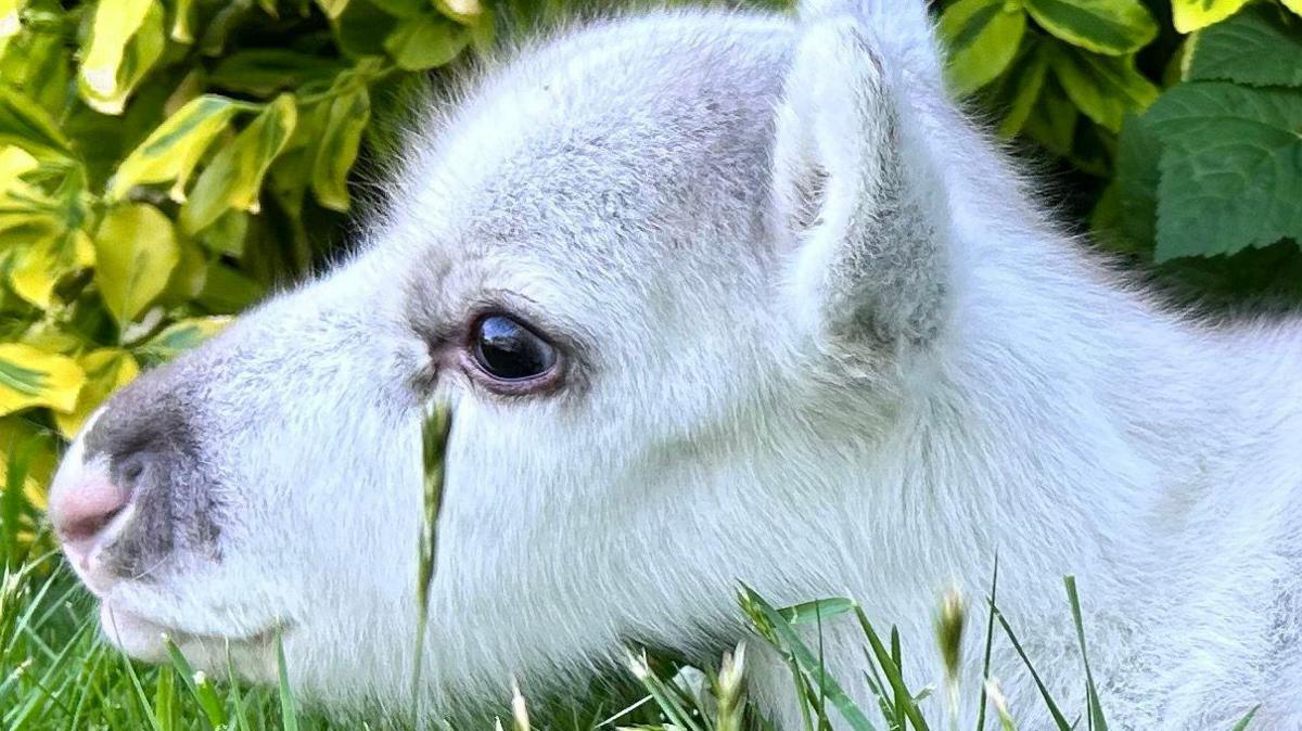 A close-up of the baby reindeer, that has soft white fur, upright ears and big dark eyes. He is laying his head on grass in front of a hedge.