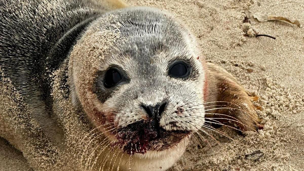 A seal pup with a large sore around its mouth that is red with blood. It rests on a sandy beach and is covered in some sand.