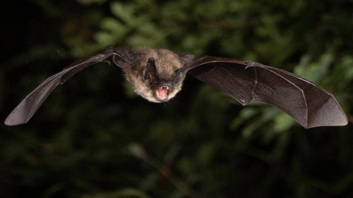 A Whiskered Bat flying ing the dark.