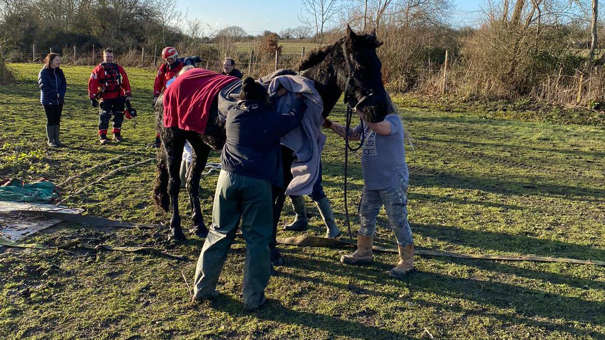 Bonnie the horse rescued from a ditch