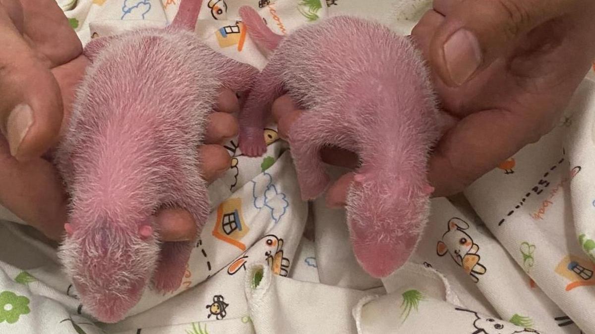 Twin giant pandas in Hong Kong