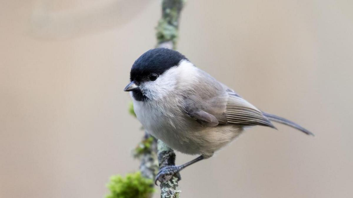 Willow tit