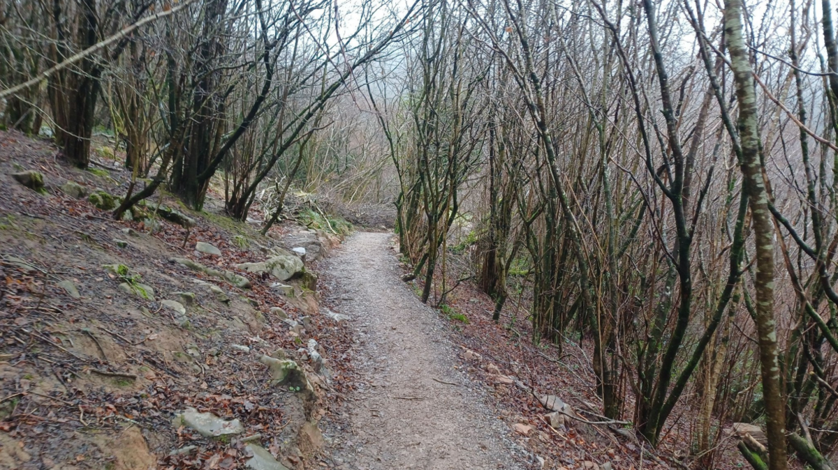 A woodland path surrounded by bare trees on a cloudy day