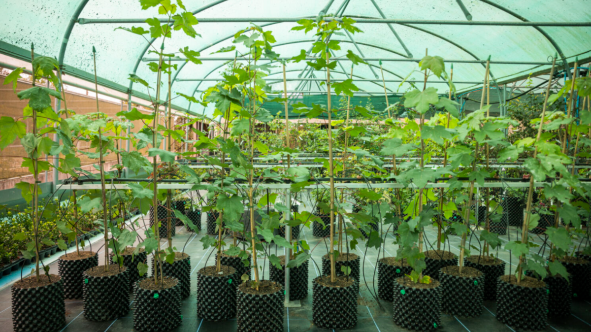 Rows of young trees grown from seeds of the Sycamore Gap tree. They are in pots sitting under an arched roof at the National Trust's Plant Conservation Centre in the summer of 2024.
