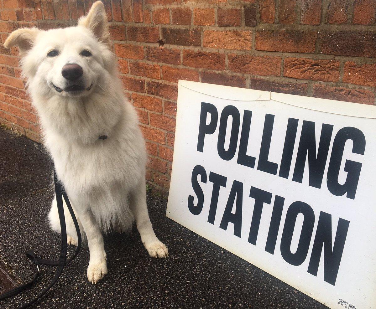 Dog at polling station