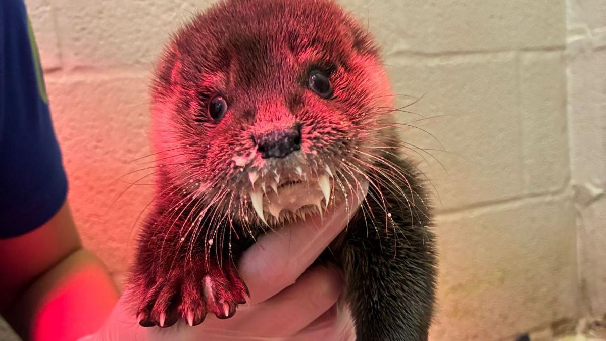 Iris the otter is being held by a carer. She has milk on her whiskers and is being held under a red light.  There is a white wall behind her.