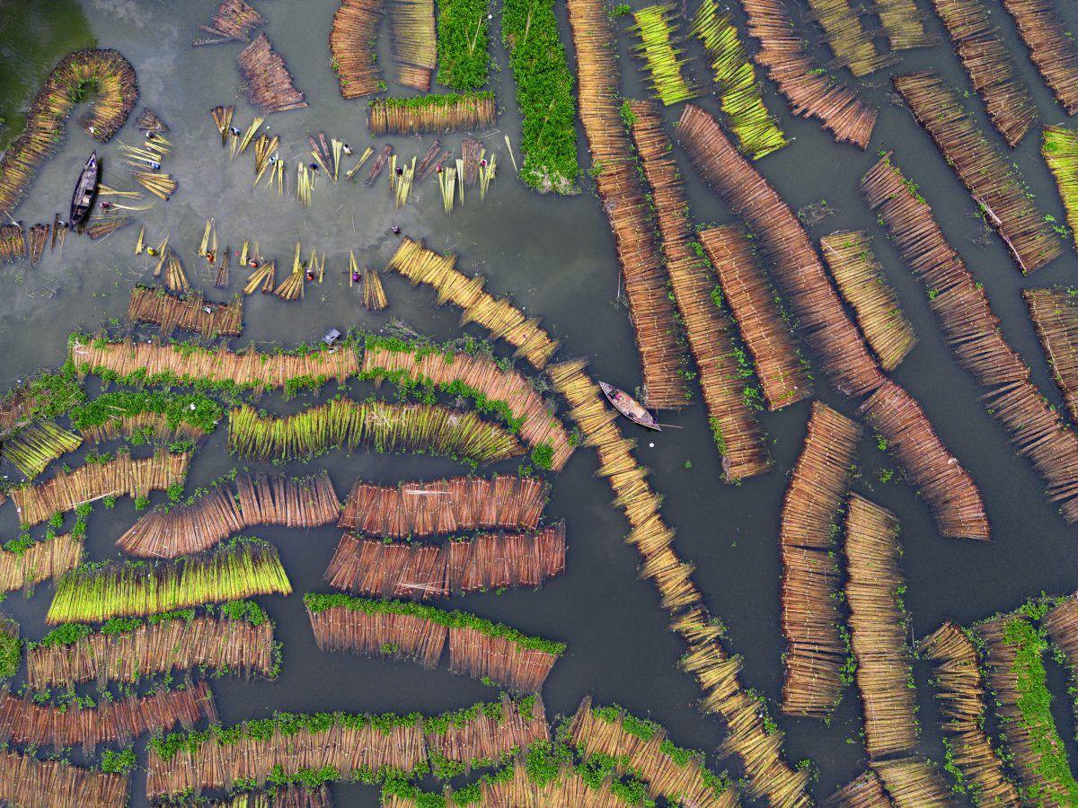 thousands of sticks of jute trees floating on water as seen from above.