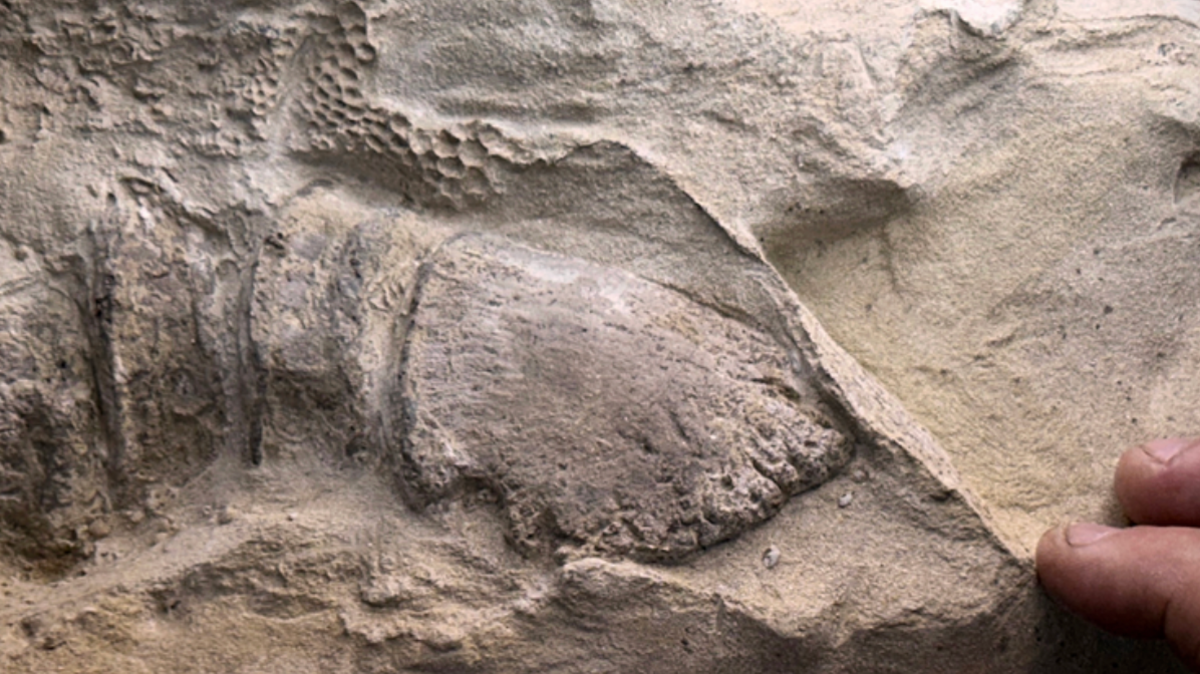 The hoof, preserved in section as a very thin clay layer