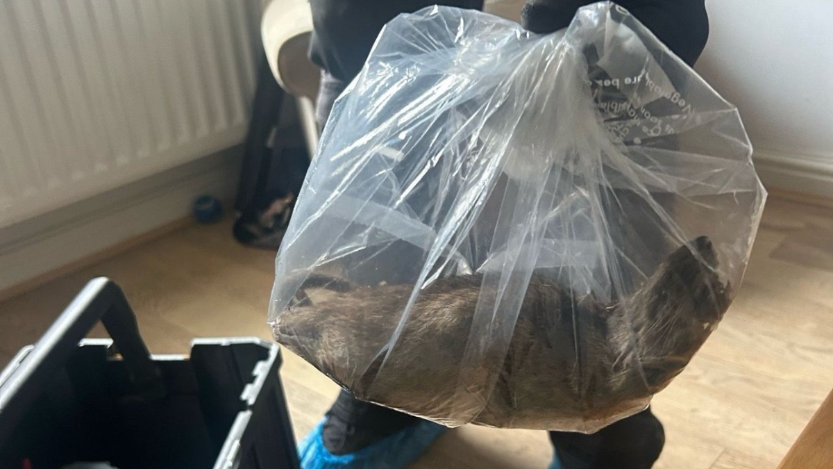 A large dead rat lies on its back in a transparent bag, held by a pest control worker wearing gloves.