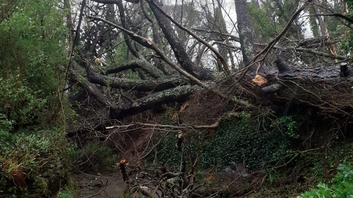 A fallen tree over the road