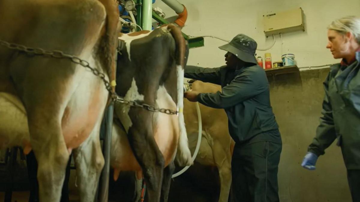 Fekky, wearing a bucket hat and dark navy farming attire, behind three cows. He is holding a white tube. A woman, wearing the dark navy farming attire and who has tied back blond hair, stands behind him overseeing his