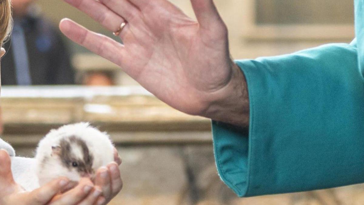 A tiny, fluffy, mostly white hamster with brown markings on its face is blessed by a Dean - you can only see his teal sleeve and hand