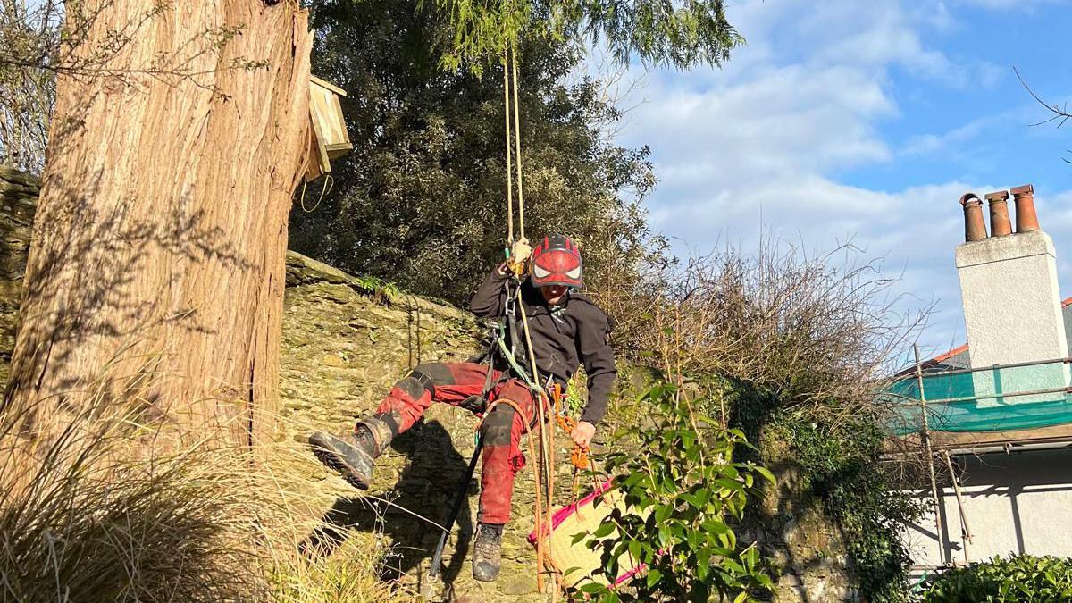 The tree surgeon falling down from the tree in his ropes with the wicker basket in his right hand. The tree is on the left.