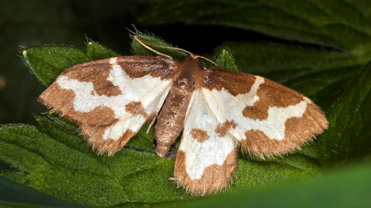 Clouded border moth