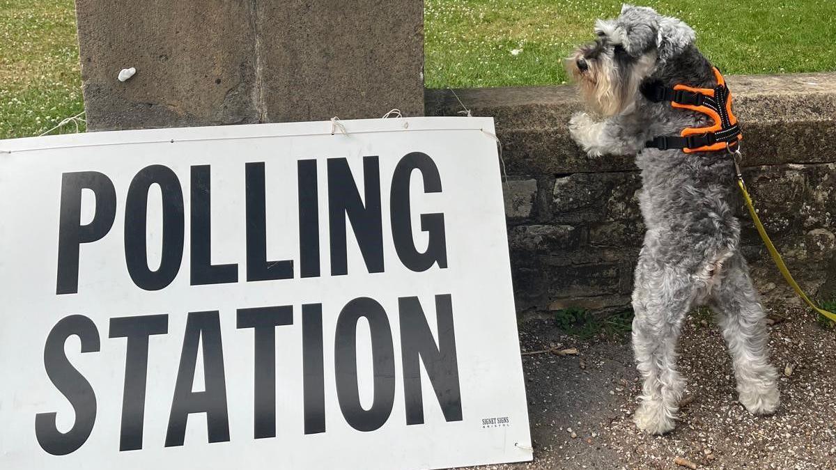 A dog on a leash by a sign that reads Polling Station. The dog has raised its paws on a low stone wall.