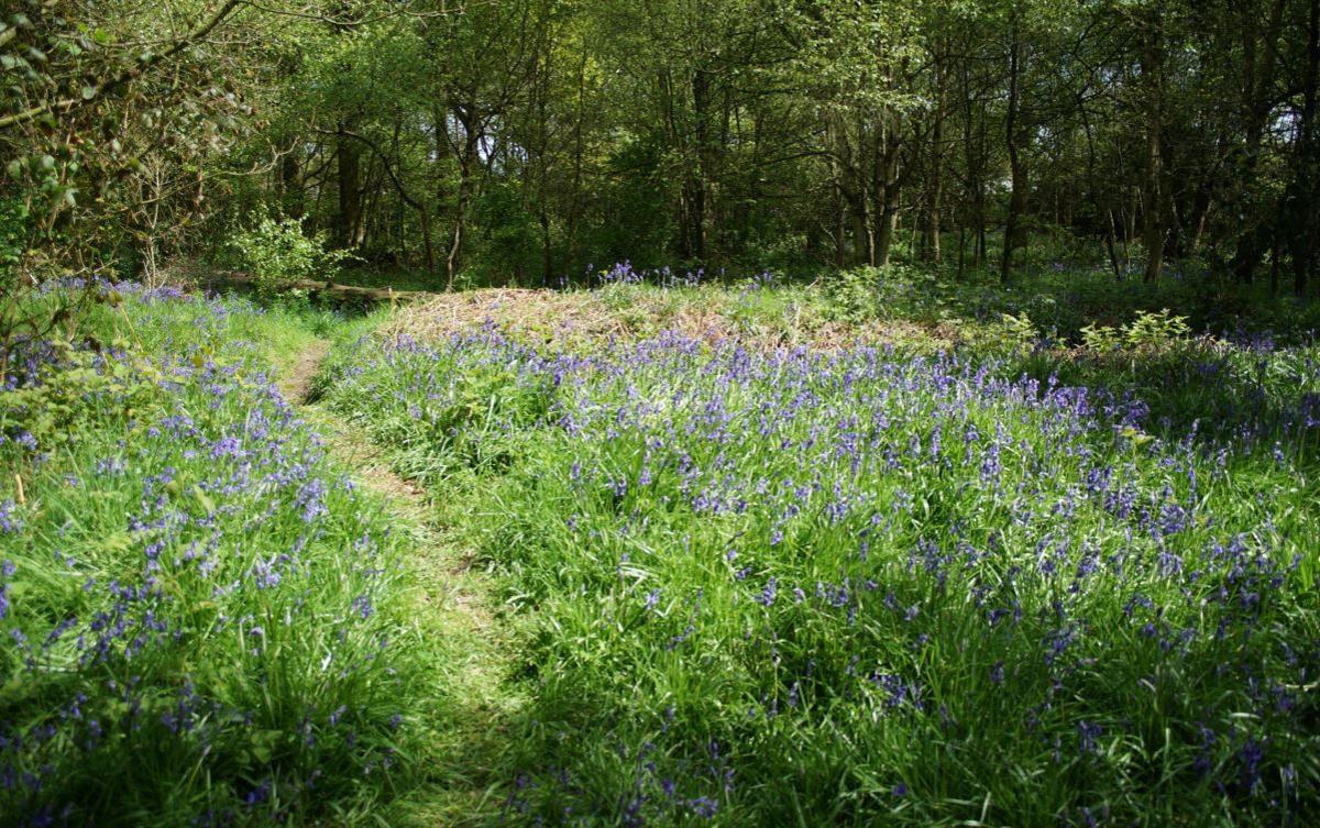 Chaddesden Wood