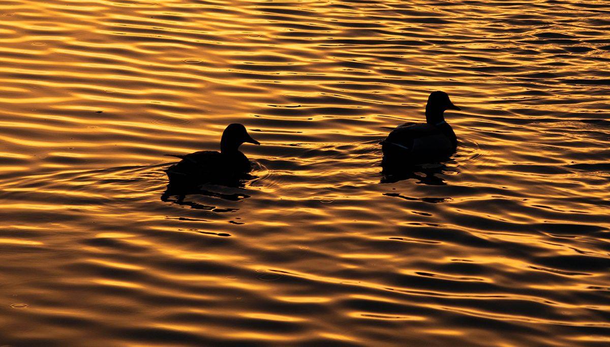 Silhouettes of two ducks swimming in Napton on the Hill at sunset. The water appears almost golden as it ripples behind the ducks.