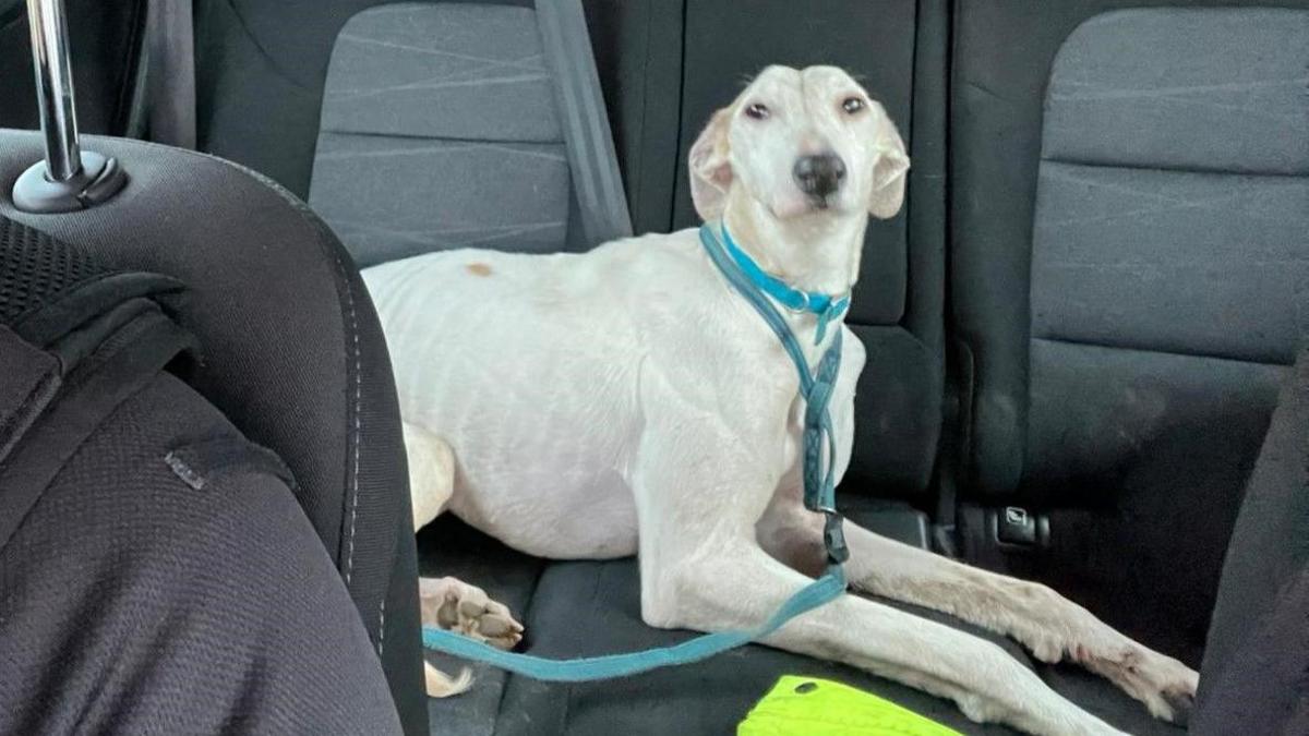 A white greyhound-style dog sat on the back seat of a panda car