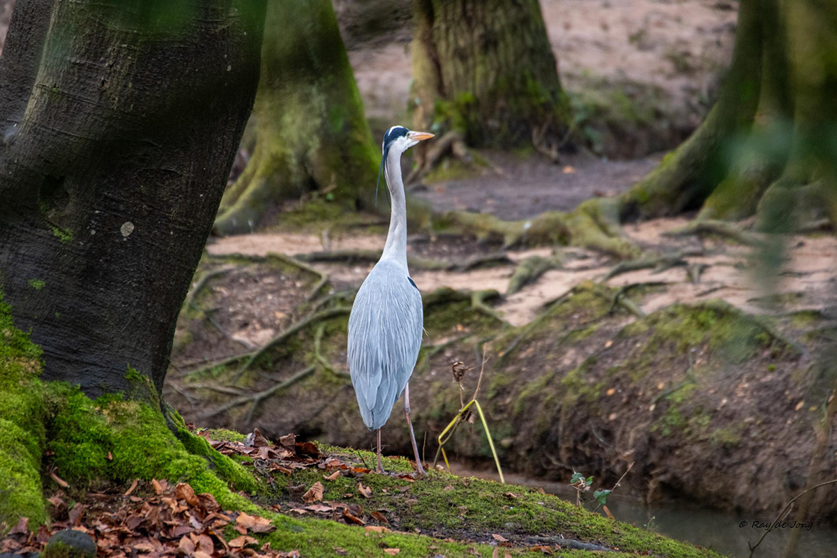 A grey and white bird with a long neck looks off to the right while perched on the roots of a large tree. Green moss grows around the base of the tree and a brook is visible running between earthen banks next to the bird.