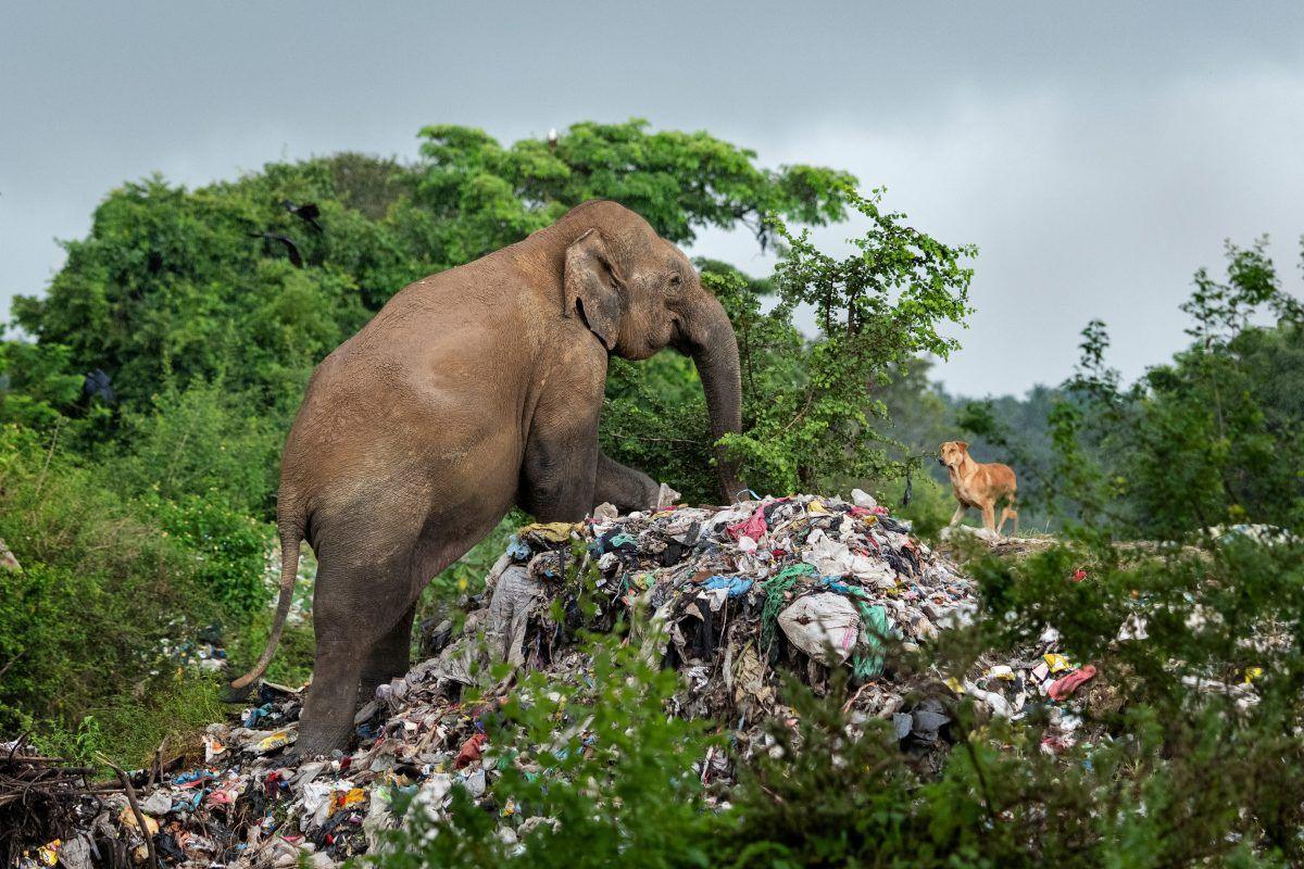 an elephant scavenging at the rubbish dump in Sri Lanka is watched by a dog