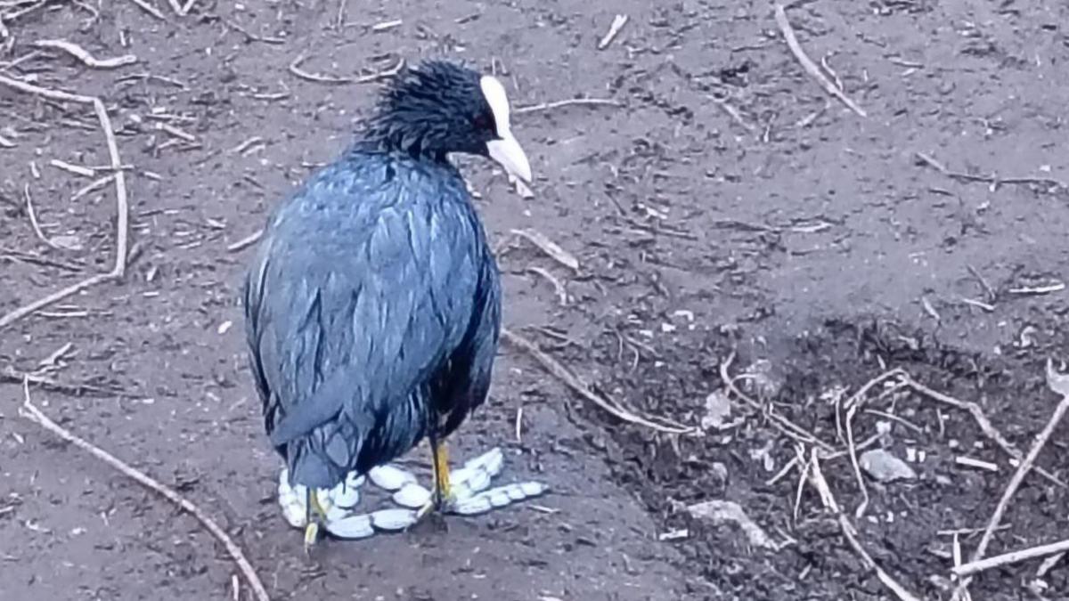 A small water bird with dark feathers and a white beak and feet standing on the ground, which appears to have been covered in diesel oil. 