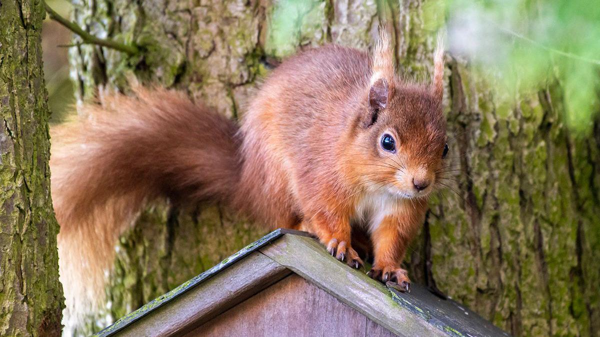 Picture shows a red squirrel on top of a feeding box with a tree behind. 