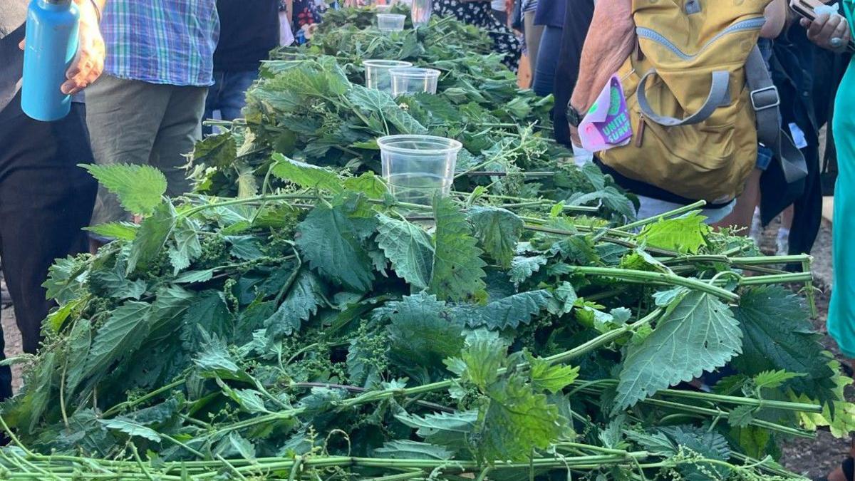 A long table covered in piles of stinging nettles separated with cups of cider