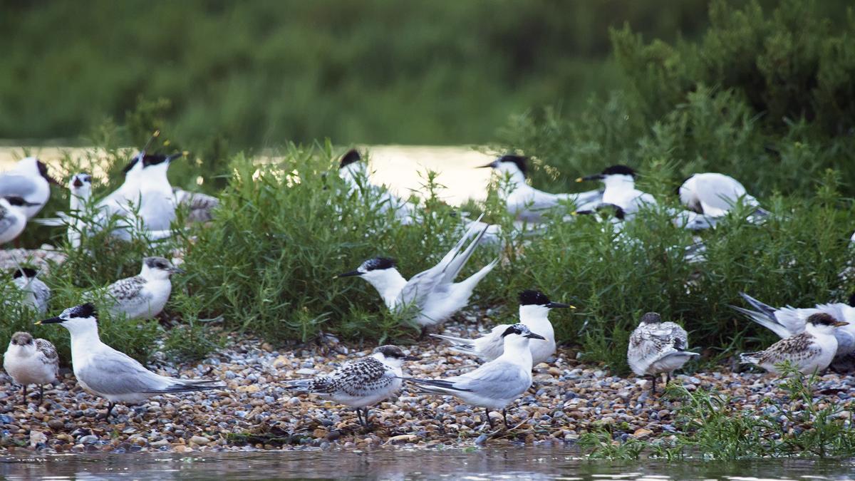 Colony of sandwich terns