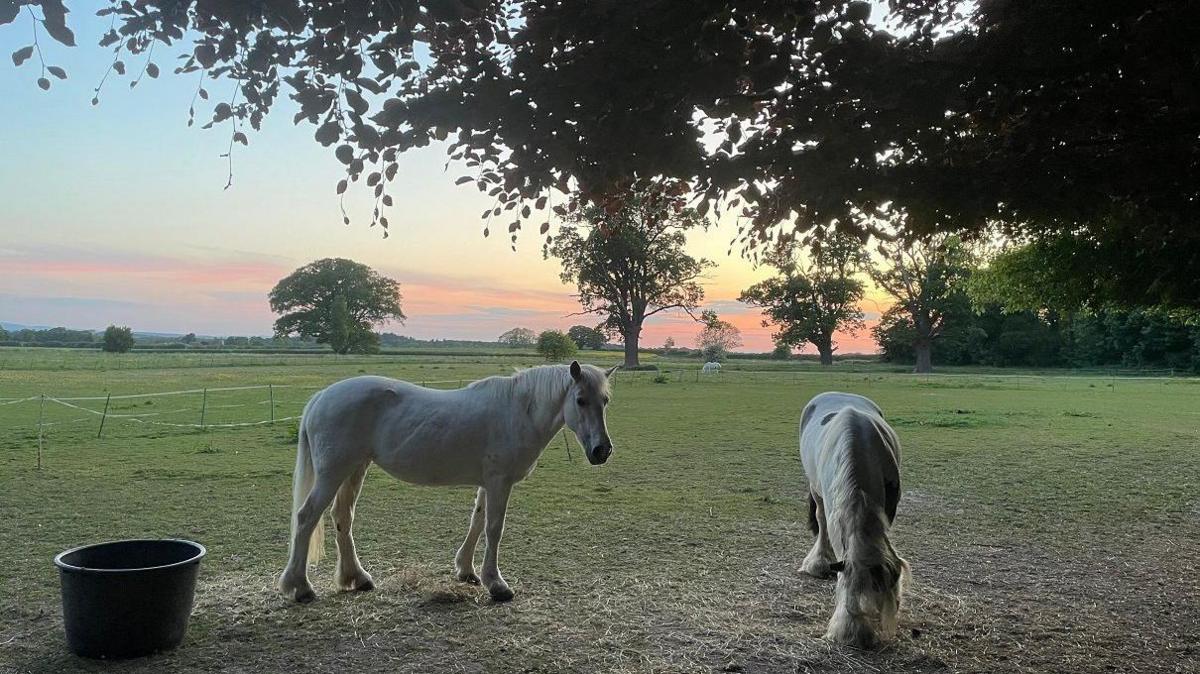 Two horses are near the camera in a field as the sky in the distance starts to turn orange. There is green grass around them with some straw under where they stand. Both have white fur and manes. A black bucket is next to them on the left while the branches of a tree hang overhead.