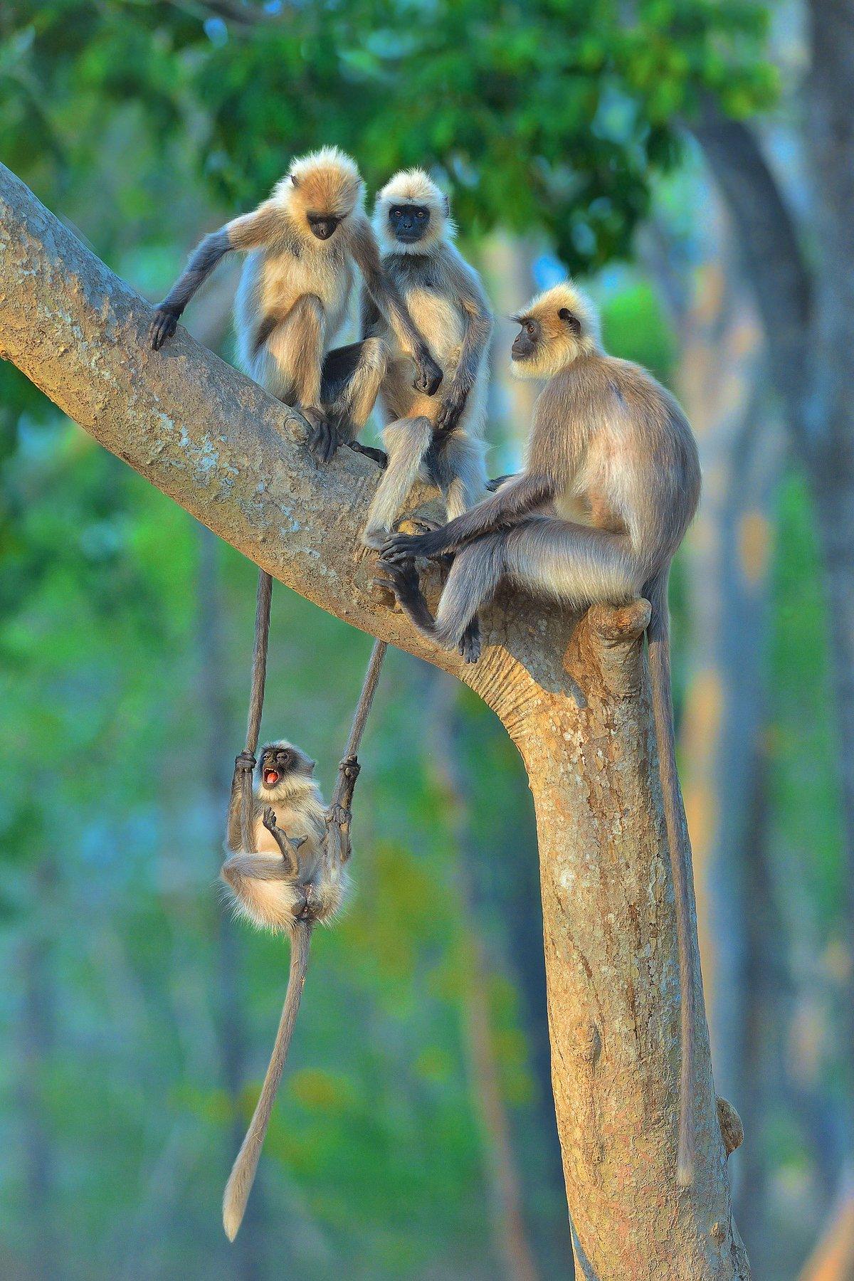 Langur-swings-off-parents-tails.