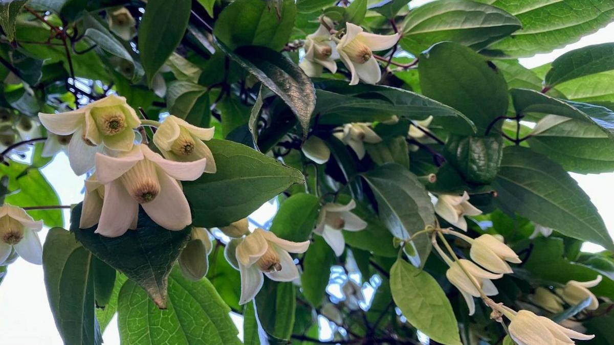 White opened buds hang from underneath branches surrounded by green leaves.