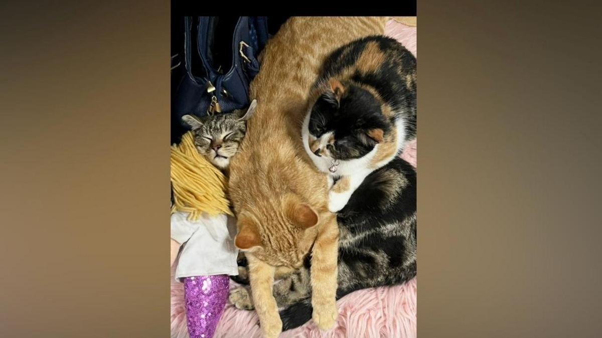 Woman tells of shock at dead cats discovery at Coventry pond ...