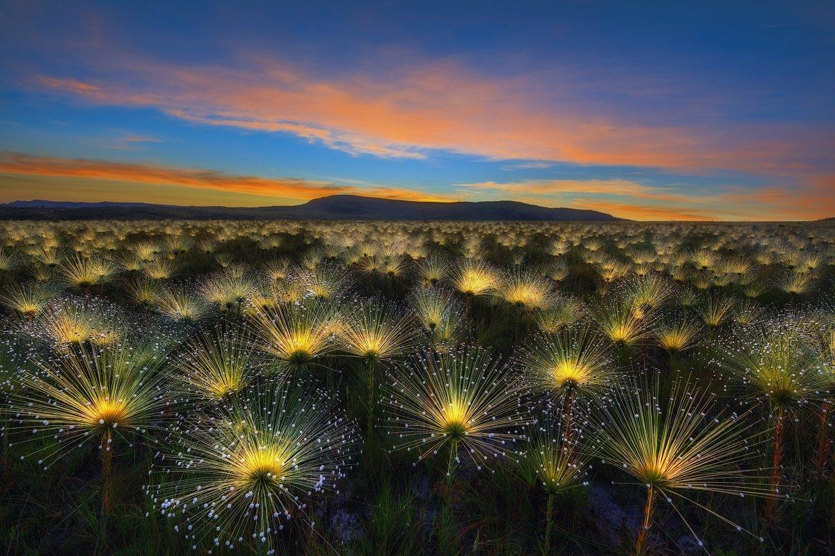 Luminescent flowers beneath a sunrise