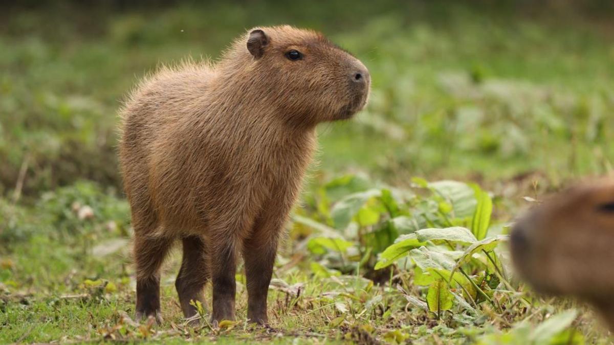 A capybara standing in a field.