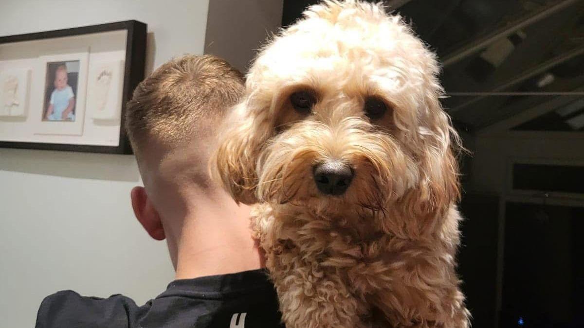 The dog has white and brown fur, hair over its snout like a drooping moustache and is being carried over a youth's shoulder