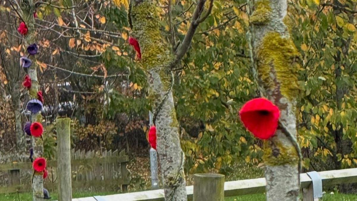 Knitted red and purple poppies adorn the slender trunks of trees on a grassy verge.
