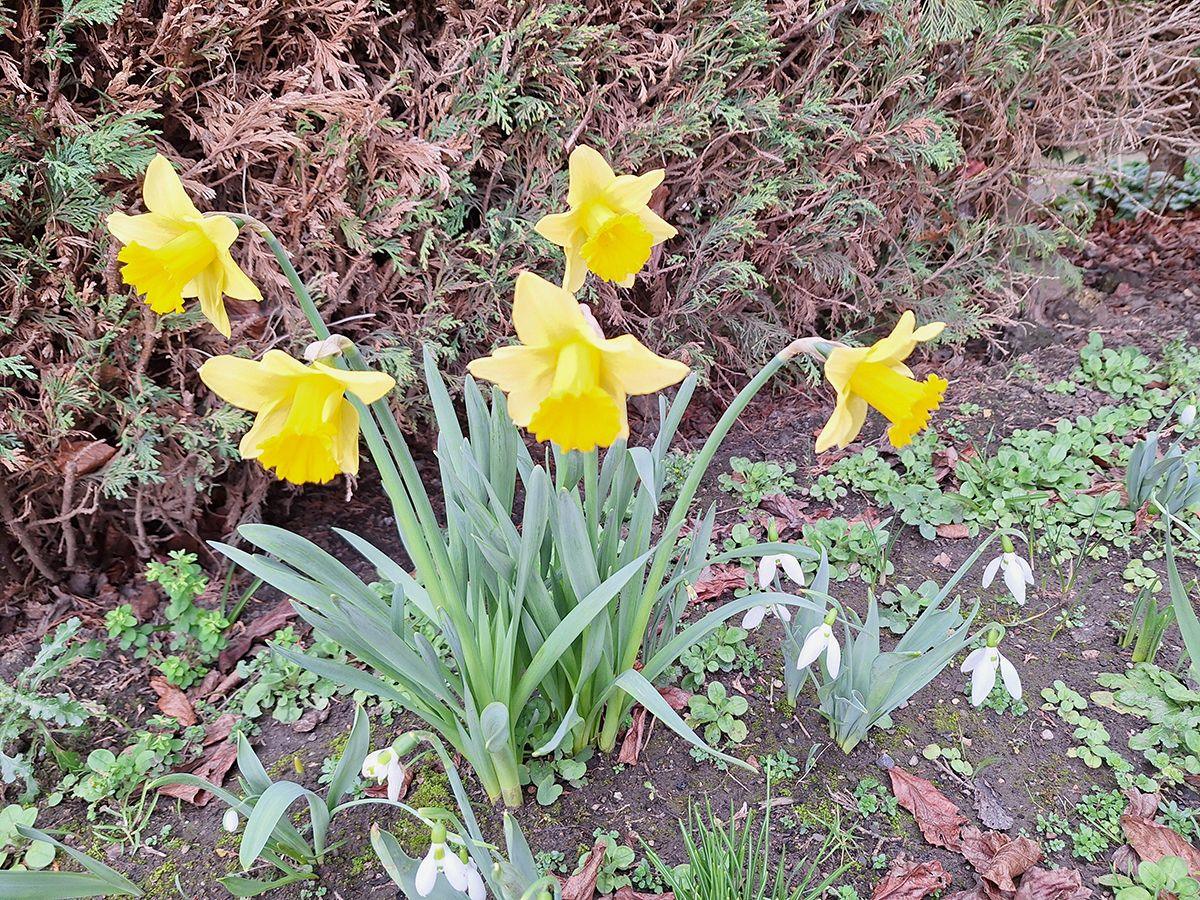 Wild daffodils blooming in Hereford with a small clump of snowdrops to the right and shrubs in background.