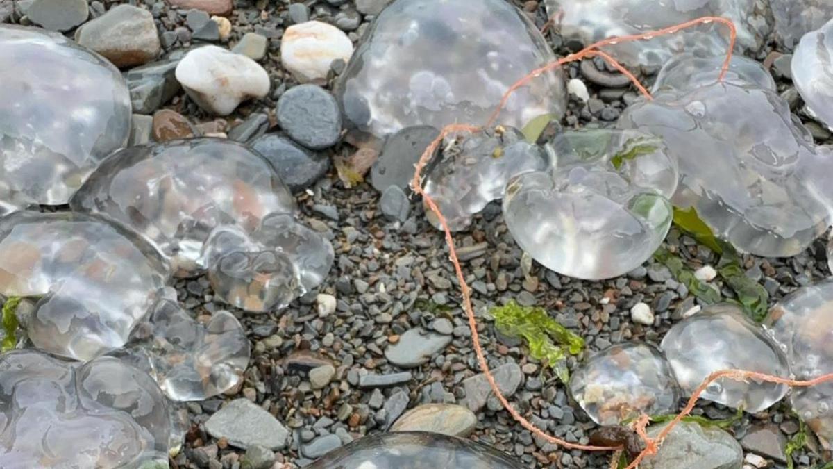 Jellyfish on pebbles with orange string 