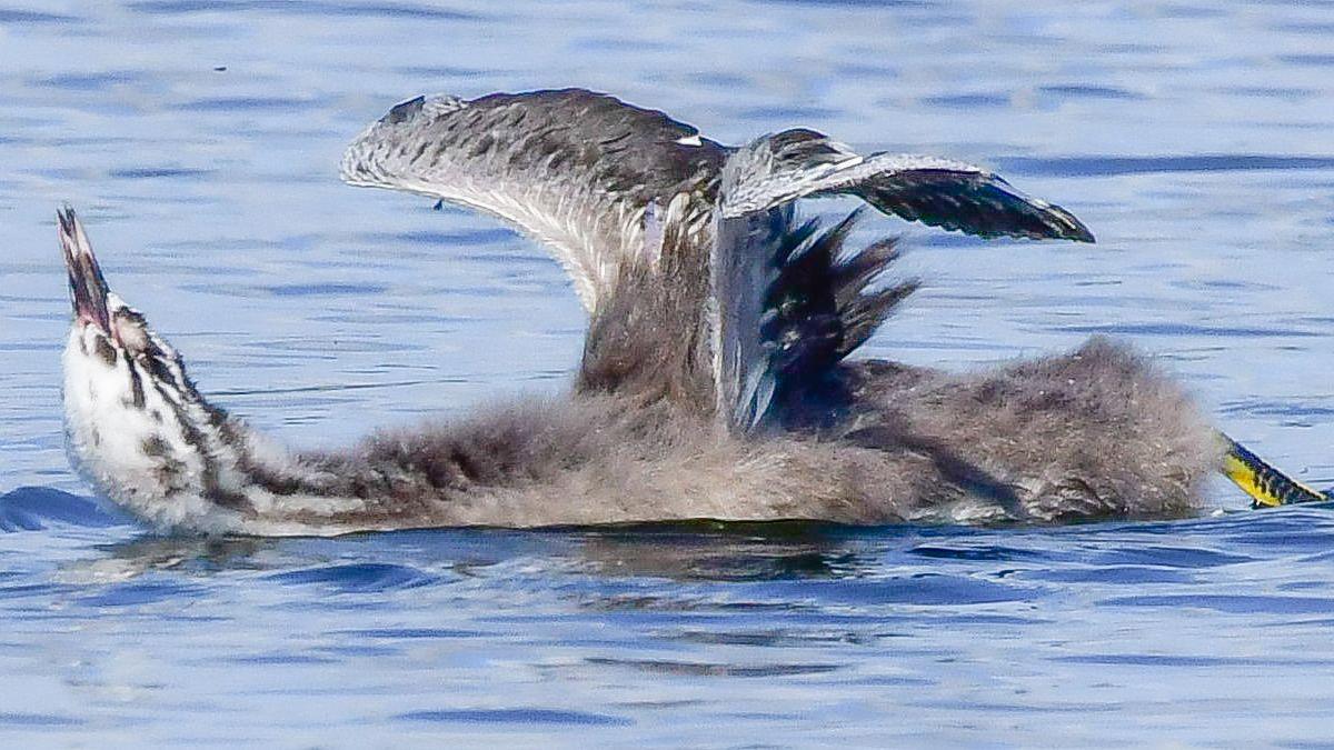 A bird lying on its back in the water looks as if it is enjoying itself.